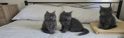 Maine Coon cats for sale: Maine Coon Kitten ready - Advert 12