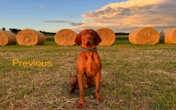 Hungarian Vizsla dogs for sale:   ⚜️Hungarian Vizsla puppies⚜️ - Image 19