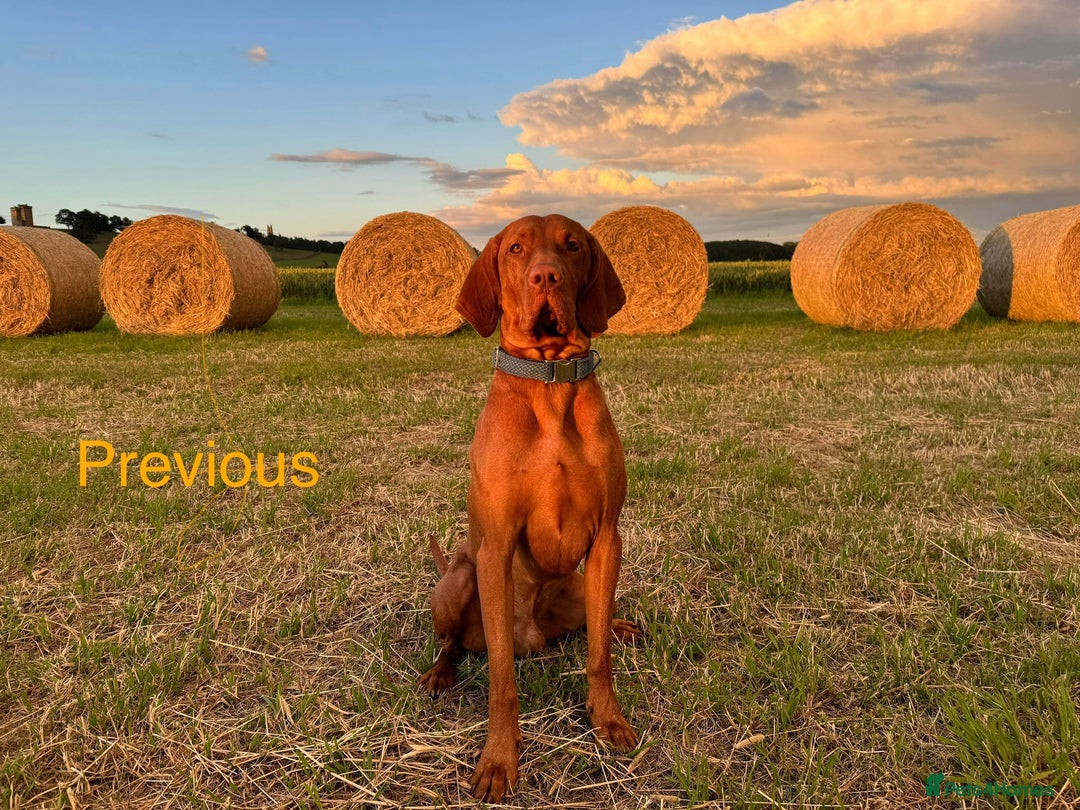 Hungarian Vizsla dogs for sale:   ⚜️Hungarian Vizsla puppies⚜️ - Image 19