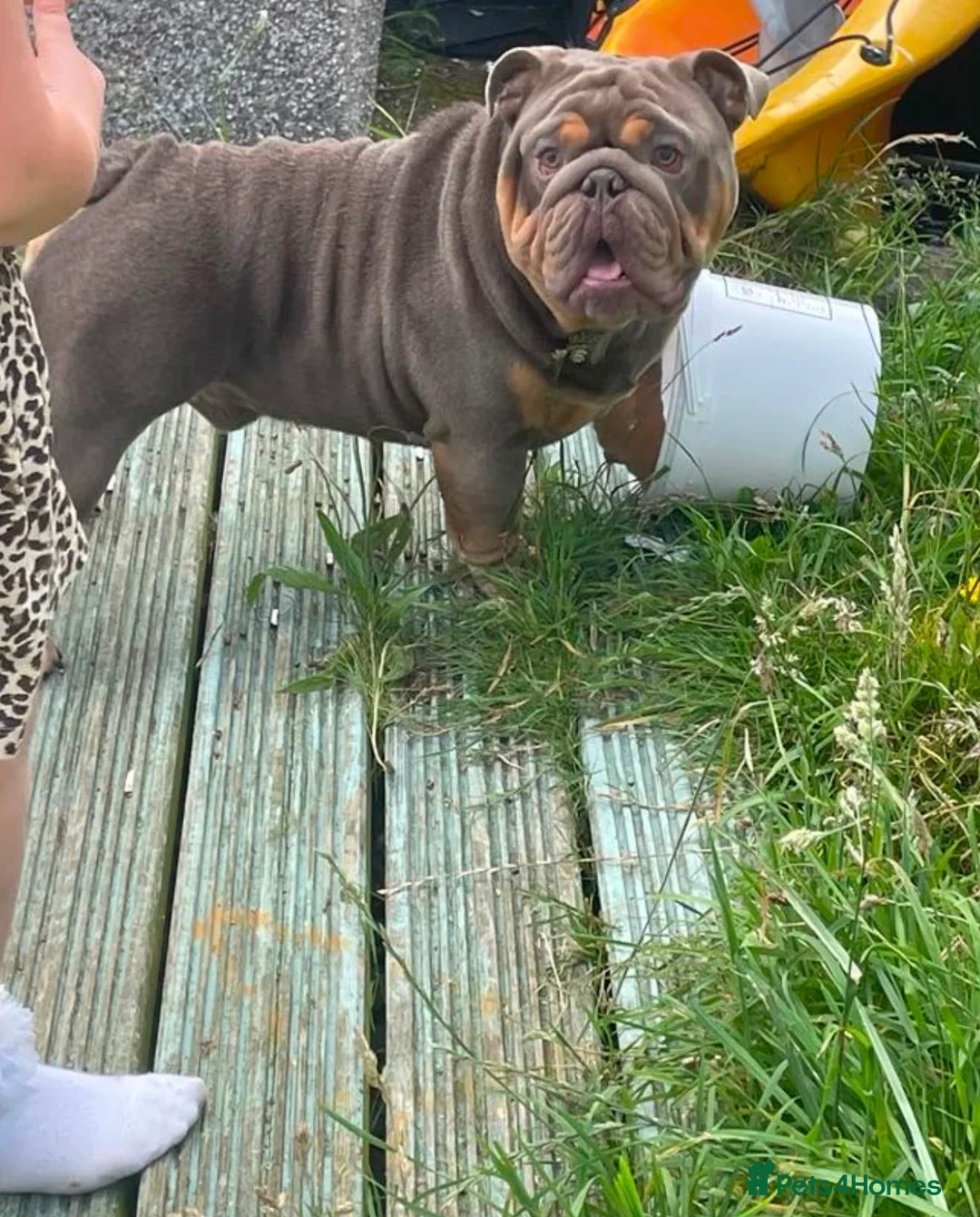 English Bulldog dogs for sale: Female English bulldog blue/tan in Birmingham - Advert 1