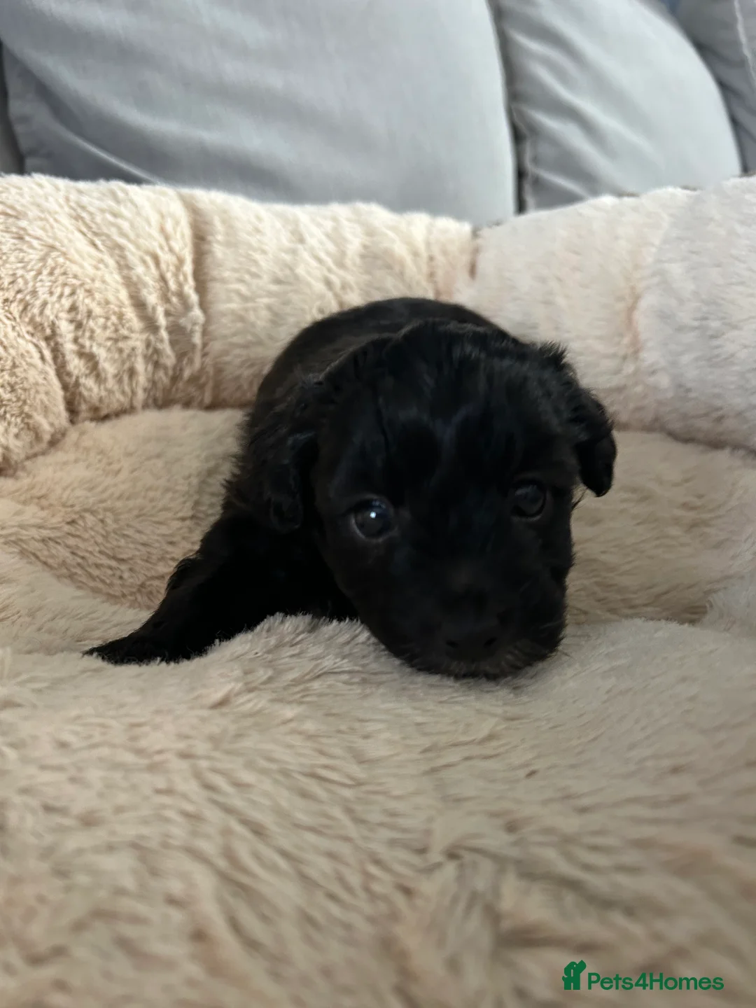 Shihpoo dogs for sale: 1 little boy left looking for a loving home  - Advert 18