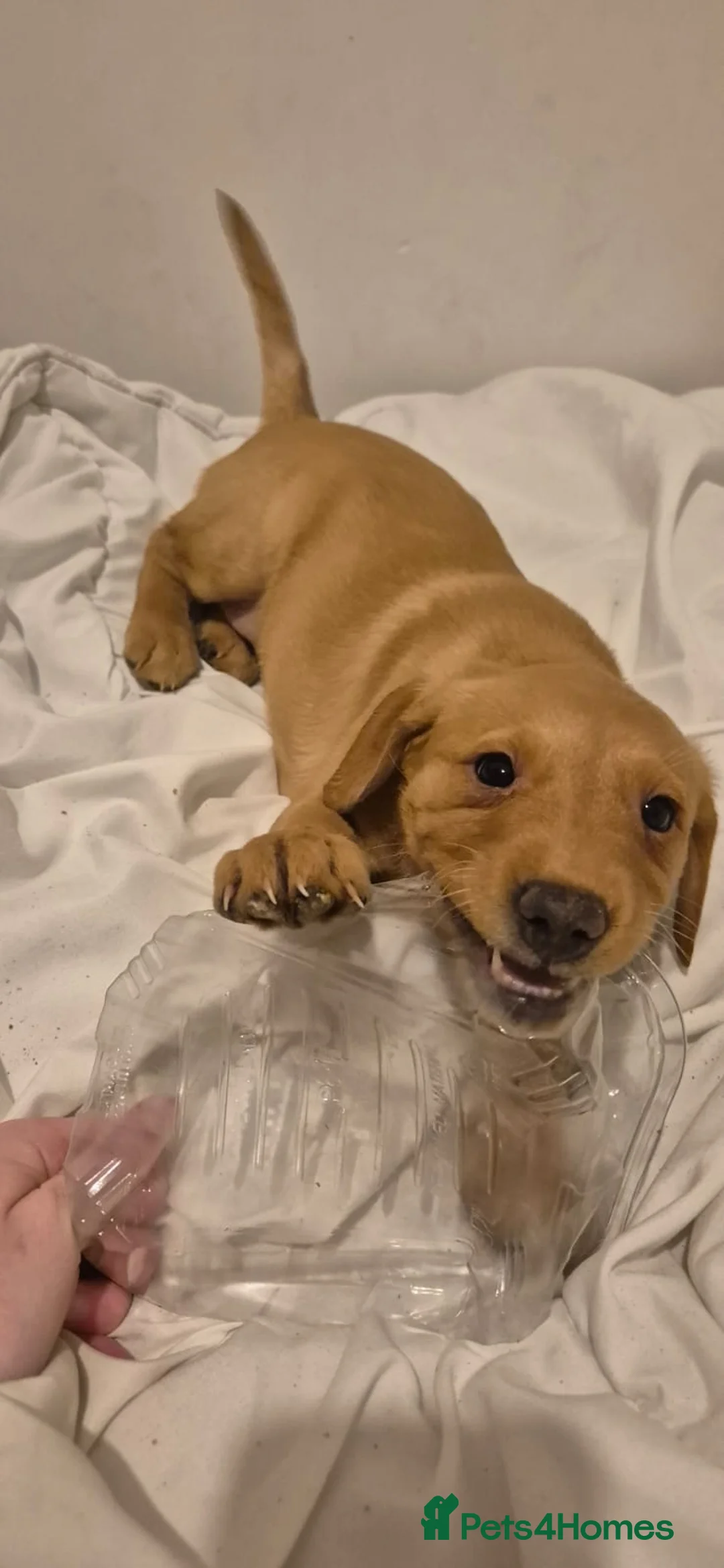 Labrador Retriever dogs for sale: Beautiful Labrador Puppies – Ready to Leave Now - Advert 9