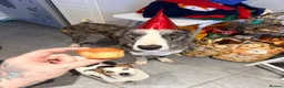Lurcher dogs for sale: 2yo Blue Merle Lurcher, lovely kind and sweet  in Beaworthy - Advert 8