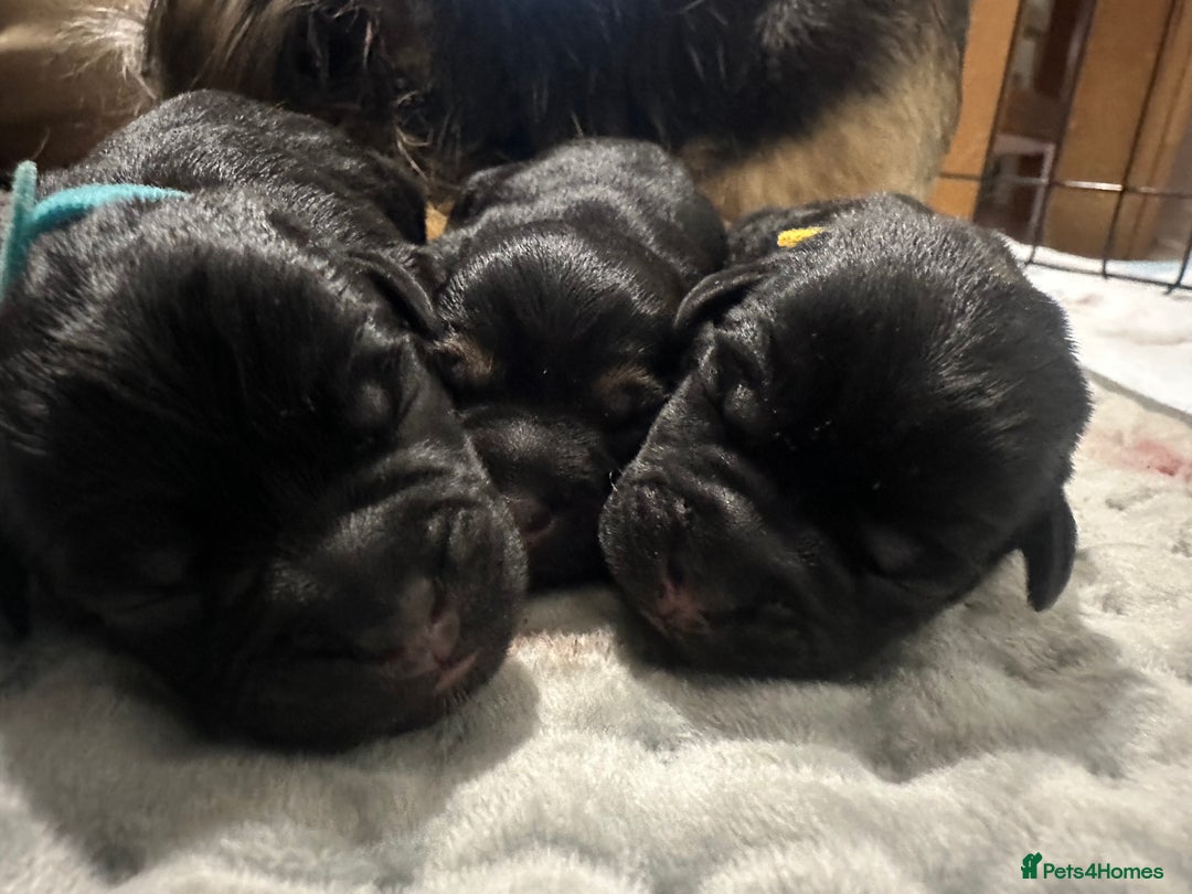 Border Terrier dogs for sale: Beautiful Border Terrier Pups - Image 5