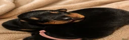 Rottweiler dogs for sale: Rottie puppies for sale in Wolverhampton - Advert 3