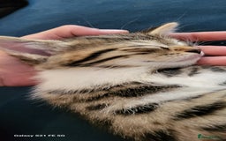 Bengal cats for sale: Half Bengal kittens  - Image 4