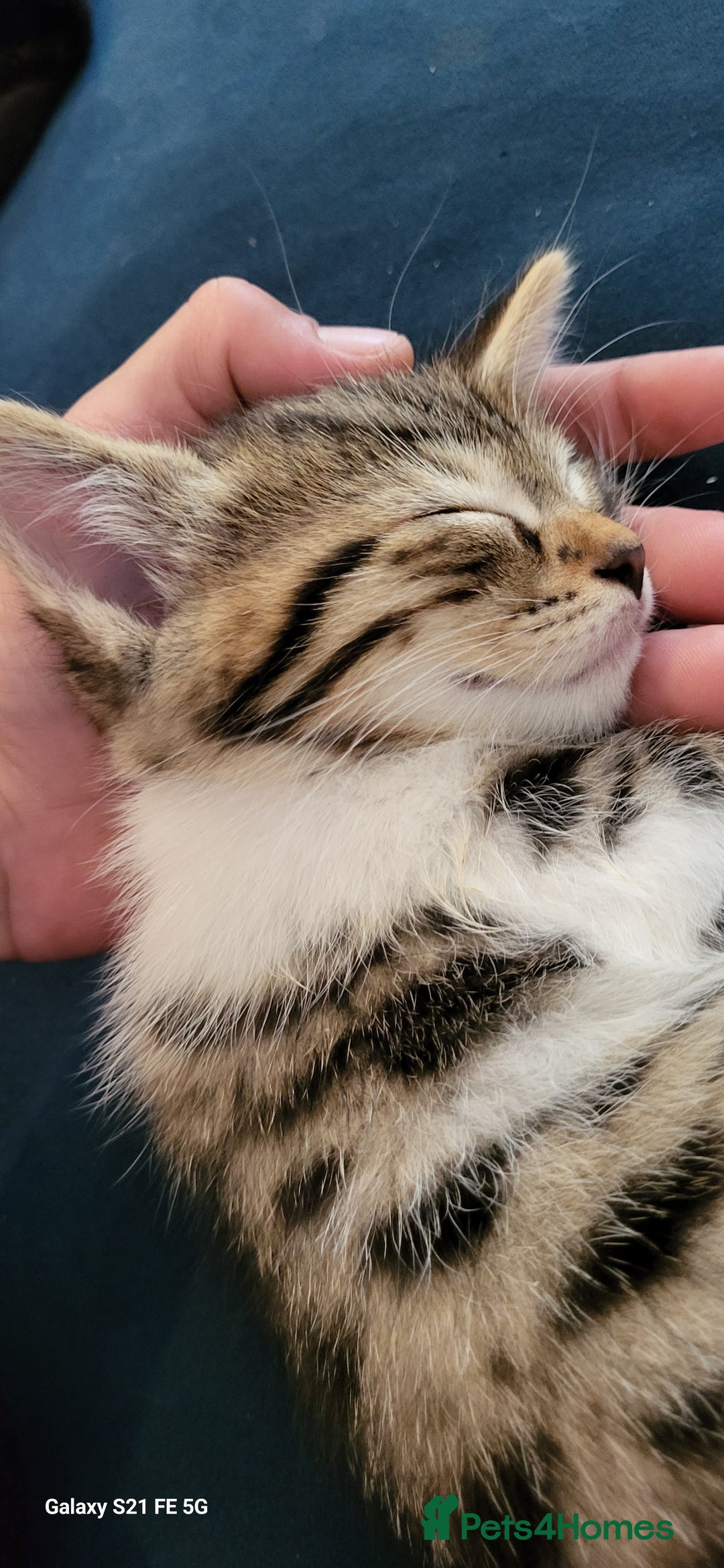 Bengal cats for sale: Half Bengal kittens  - Image 4