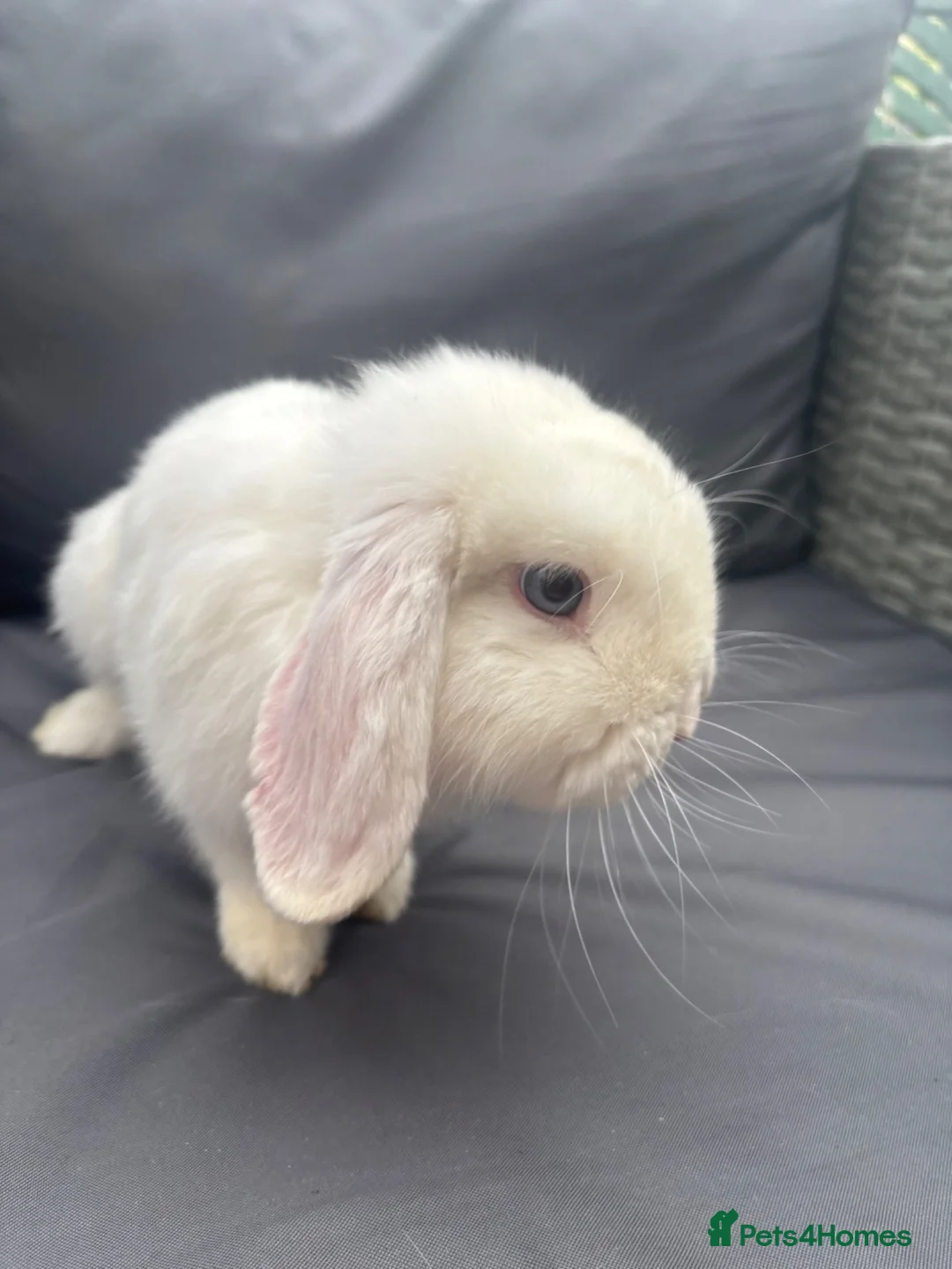Mini Lop rabbits for sale: Pure mini lop buck  - Advert 4