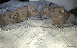 British Shorthair cats for sale: British short hair kittens - Image 6