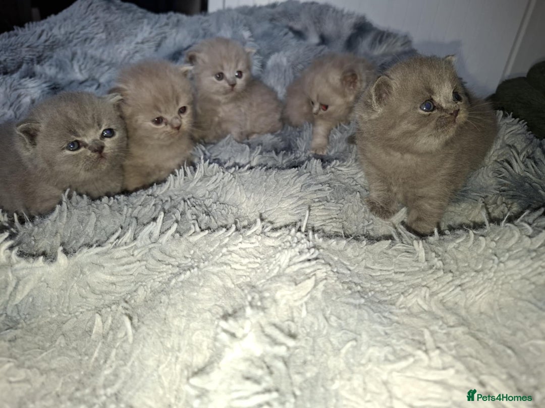 British Shorthair cats for sale: British short hair kittens - Image 6
