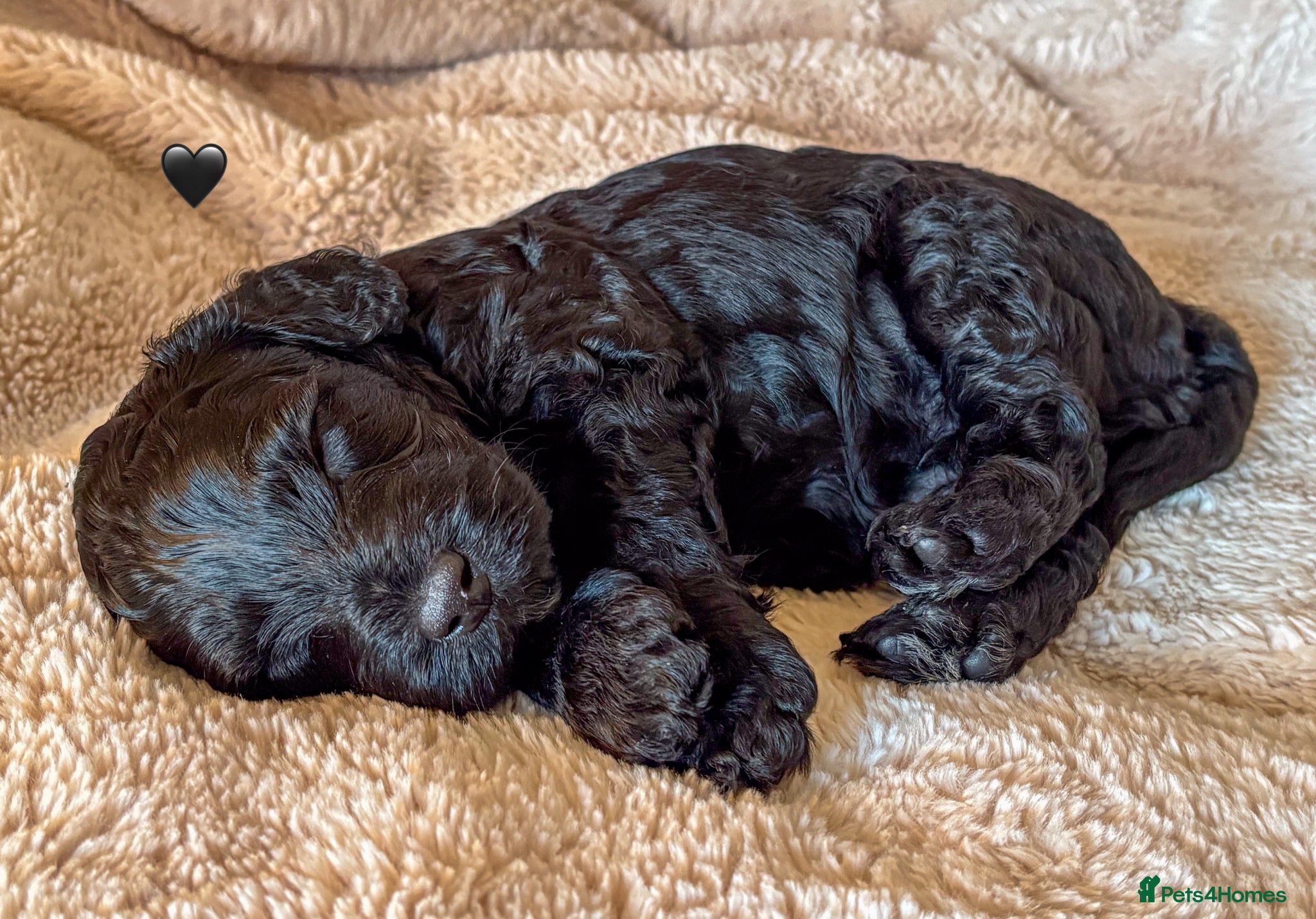 Labradoodle dogs for sale: Beautiful Australian Labradoodle Pups - Advert 6
