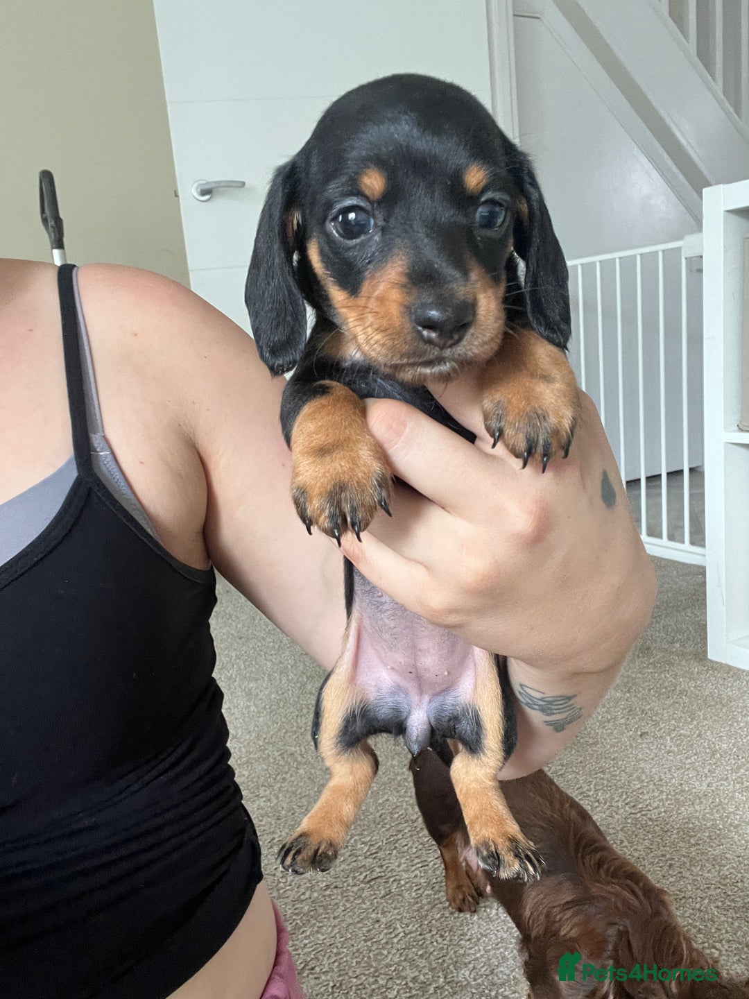 Dachshund dogs for sale: Miniature dachshund puppies  - Image 4
