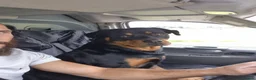 Rottweiler dogs for stud: 4 year old male rottweiler for stud in Leyland - Advert 3