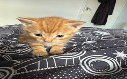 Domestic Shorthair cats for sale: 6 beautiful babies 5 boys and 1 girl - Image 19