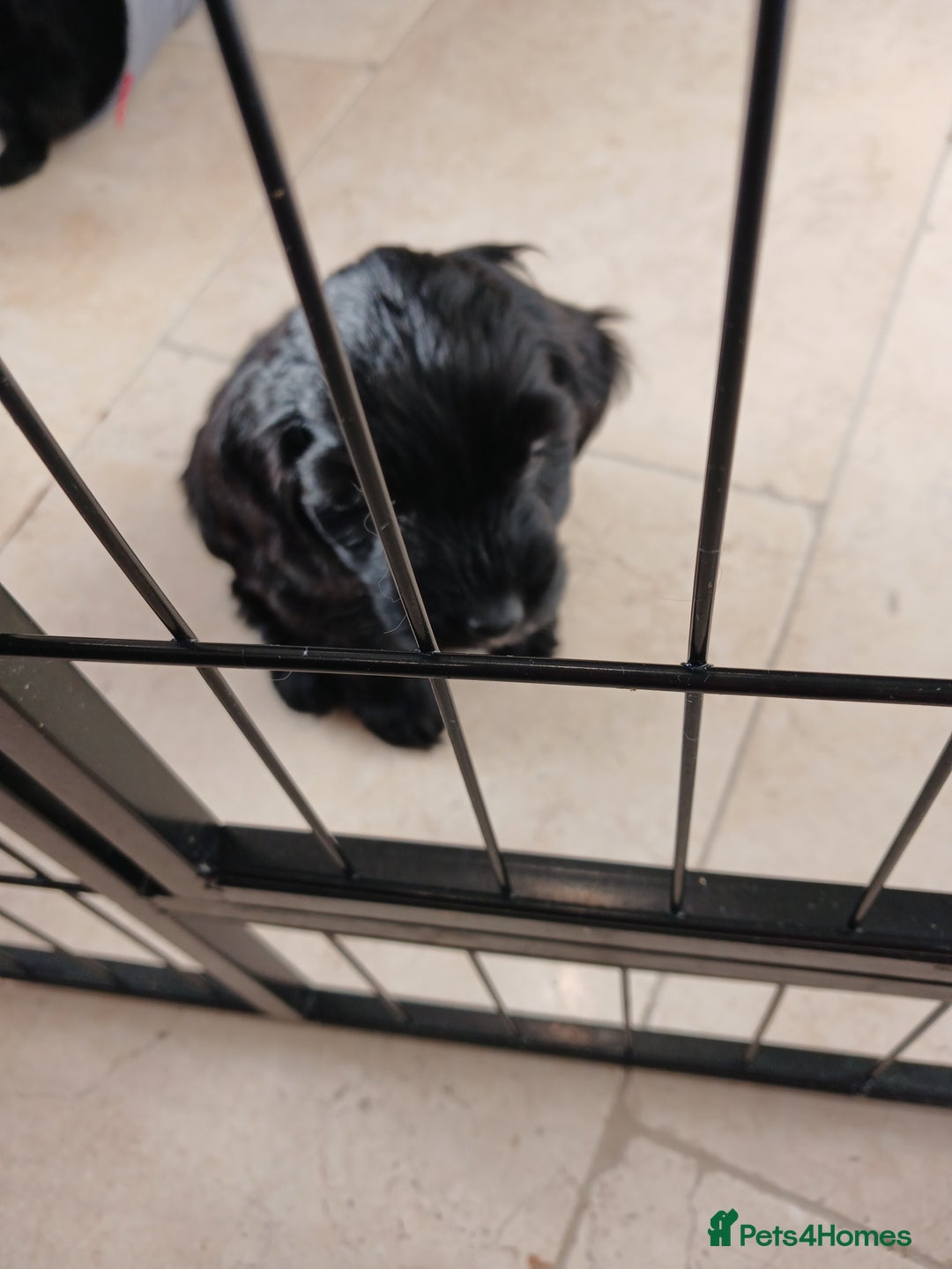 Cockapoo dogs for sale: Toy Cockapoo Puppies Looking for Loving Homes - Advert 15