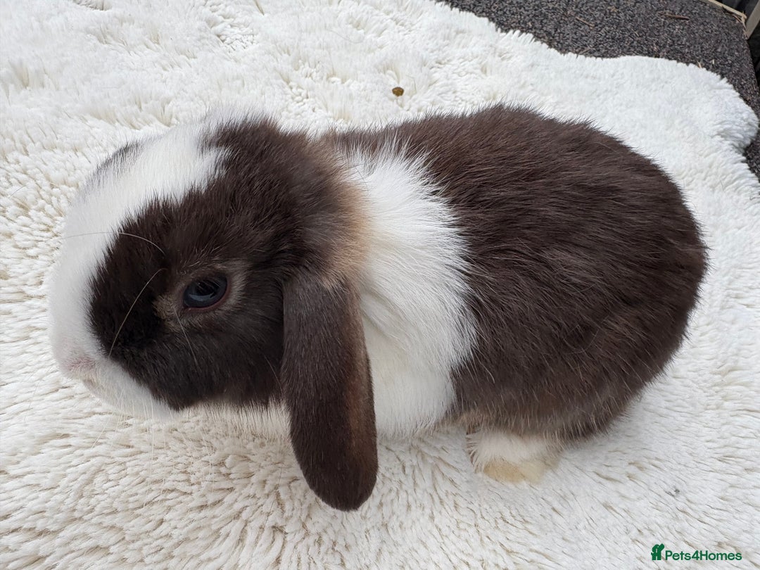 Mini Lop rabbits for sale: 🤎Chocolate Boy Mini Lop Ready to Leave 🤎 - Image 14