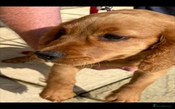 Cocker Spaniel dogs for sale: Outstanding kc cocker spaniels - Image 2