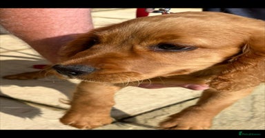 Cocker Spaniel dogs - Advert 8
