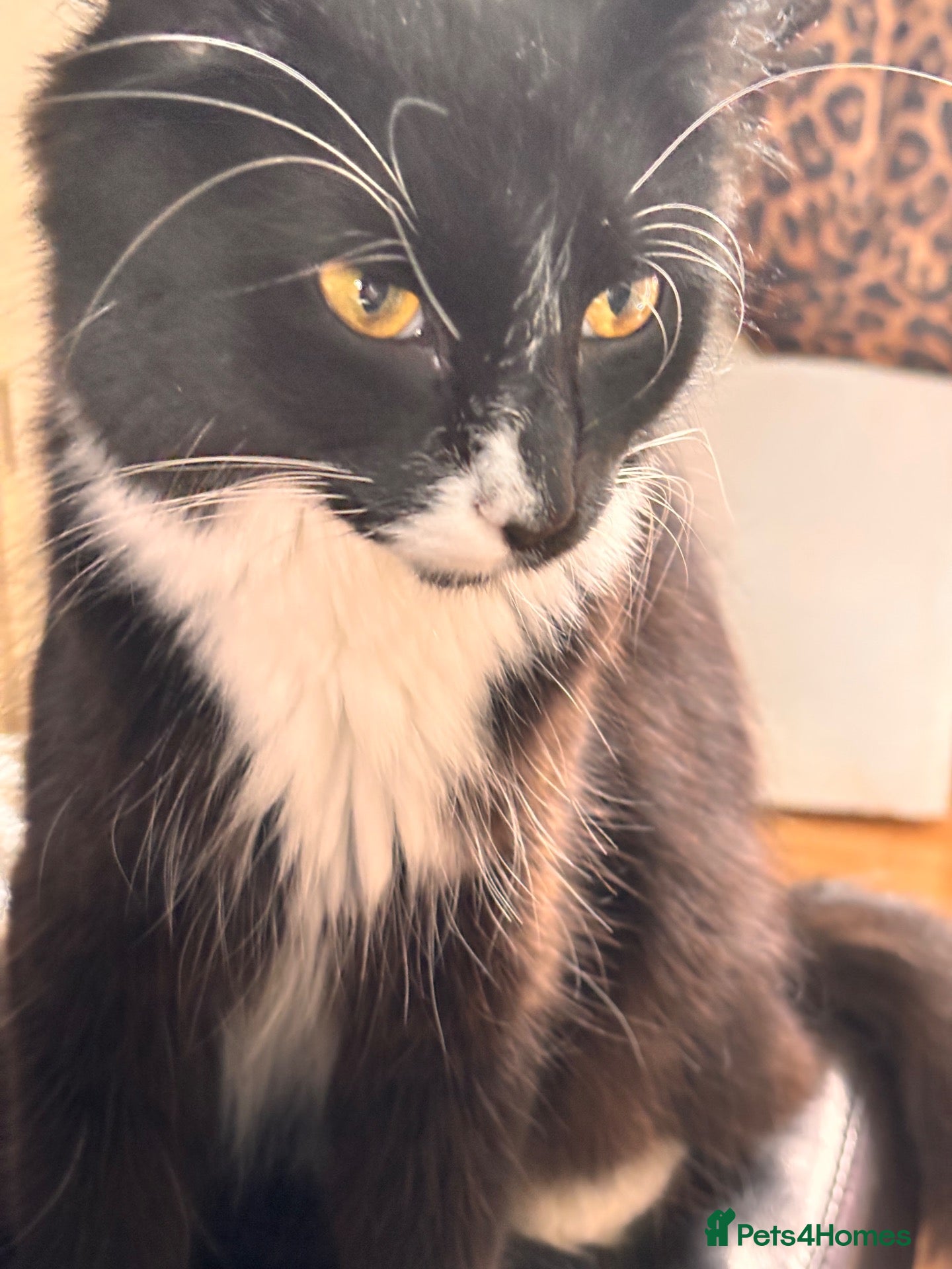 Mixed Breed cats Beautiful Kittens  - Advert 2