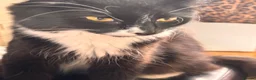 Mixed Breed cats for sale: Beautiful Kittens  in Dartmouth - Advert 1