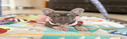 French Bulldog dogs for sale: READY NOW! 1 GIRL LEFT. BLUE & TAN FRENCH BULLDOG - Advert 5