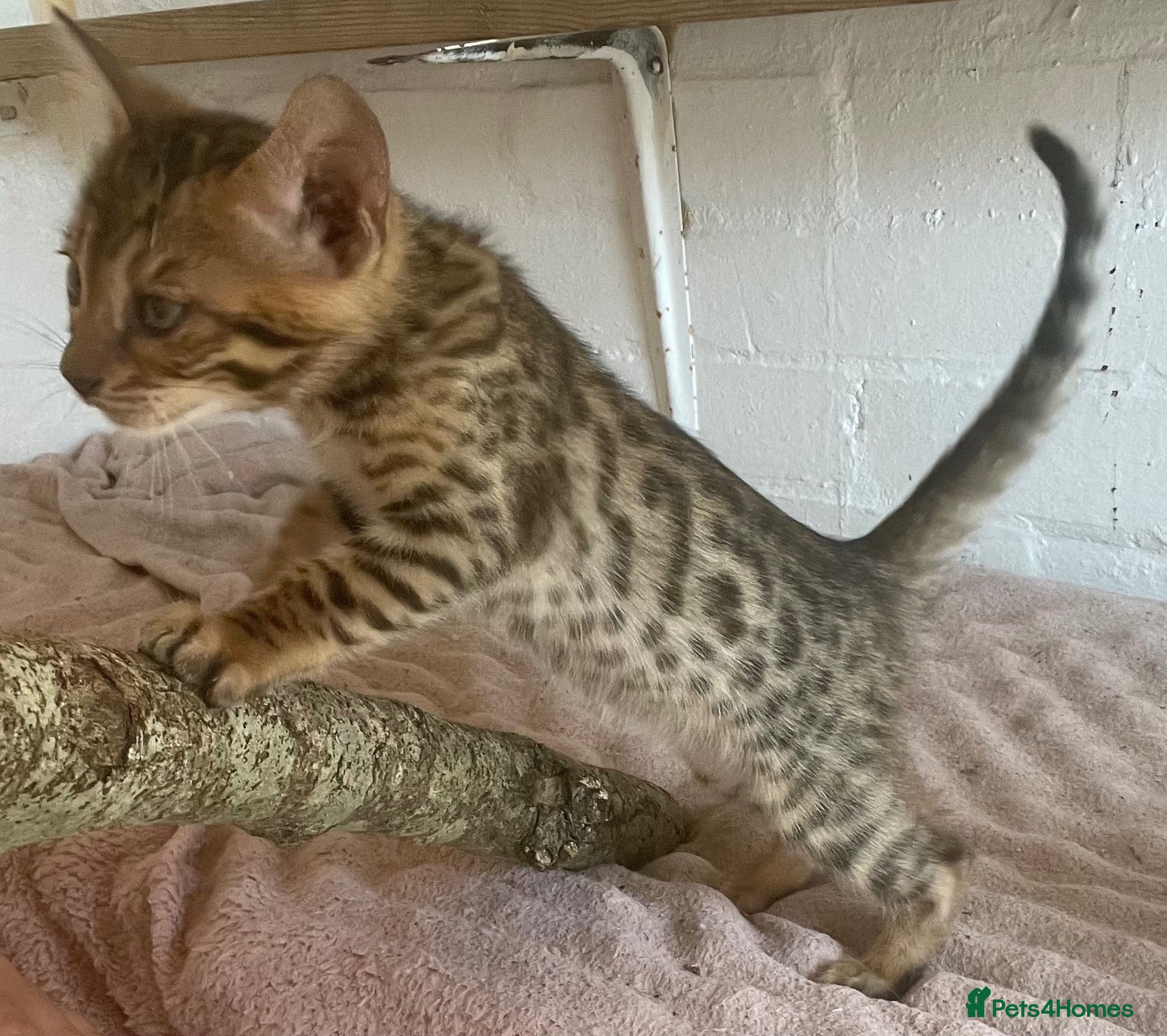 Bengal cats 2 beautiful full bengal kits - Advert 6