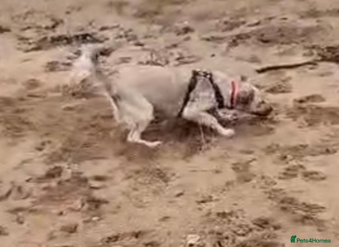 Mixed Breed dogs for adoption: Sasha is looking for a  home of her own  - Advert 5