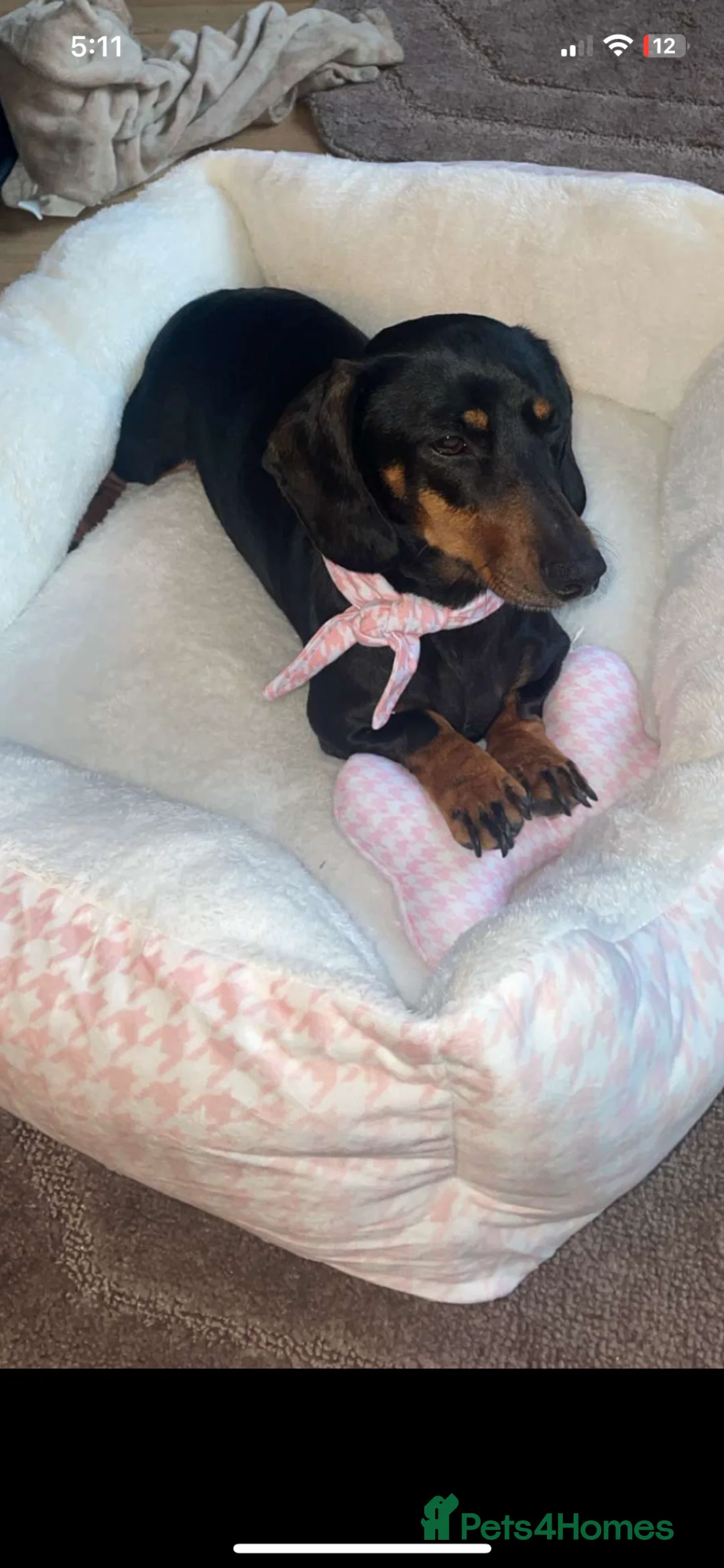 Dachshund dogs for sale: Dachshund puppies - Advert 1