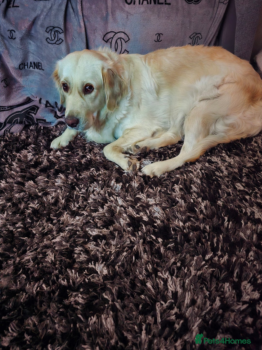 Golden Retriever dogs for sale: Golden retriever  female  - Image 1
