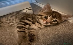 Mixed Breed cats for sale: 2 Beautiful Kittens Looking For Forever Home - Image 1