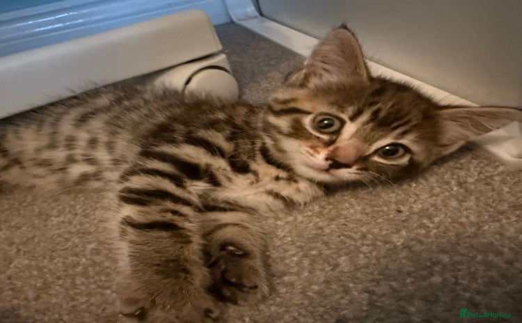 Mixed Breed cats - Advert 12