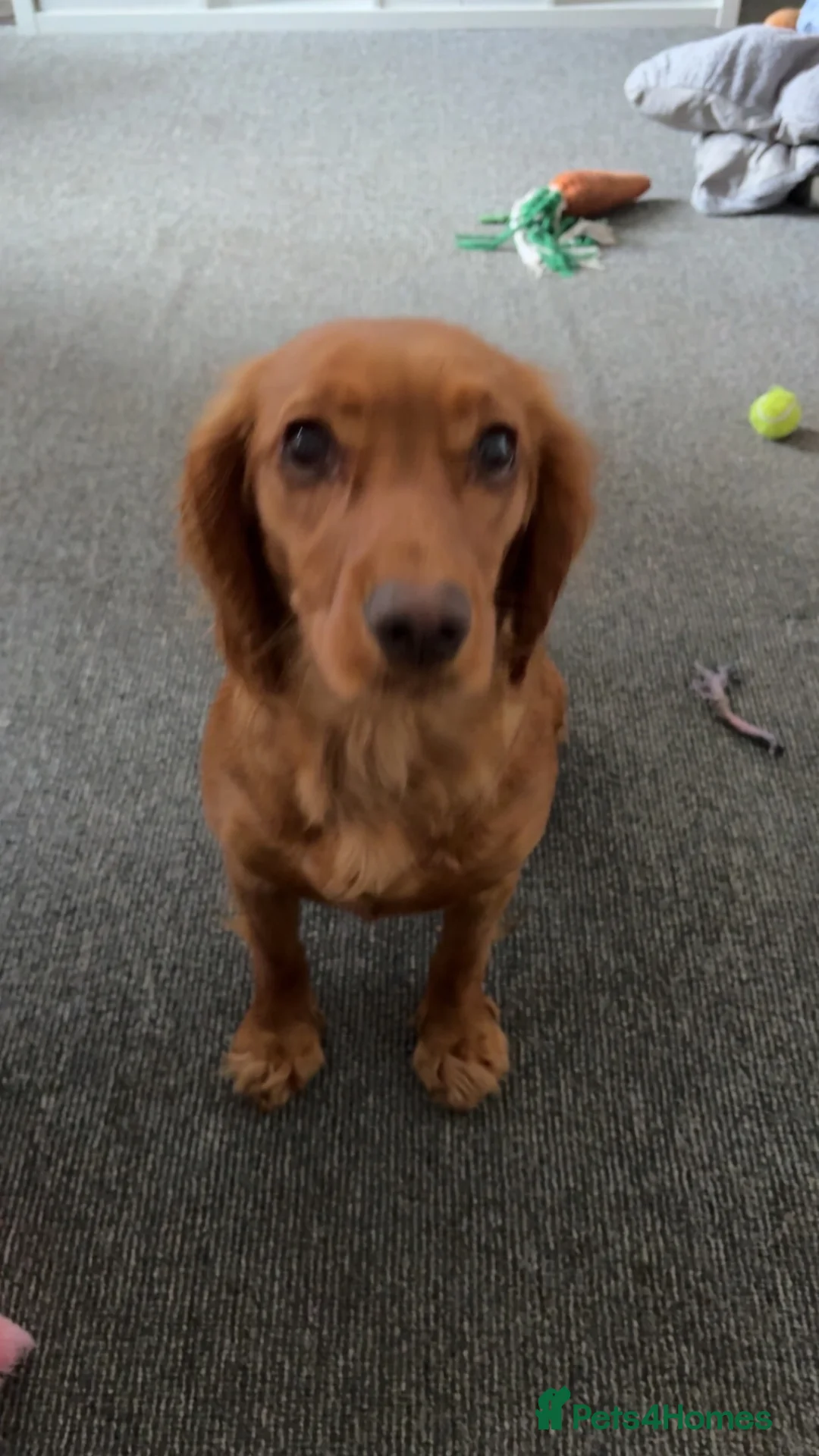 Cocker Spaniel dogs for sale: Lilly - cocker spaniel  - Advert 2