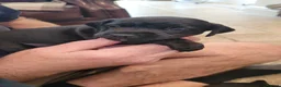Patterdale Terrier dogs for sale: 4 left of a litter of 7 - Advert 6