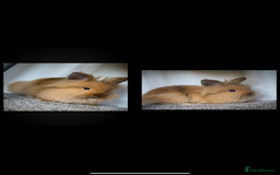 Lionhead rabbits for sale: Purebred Lionhead - Image 1