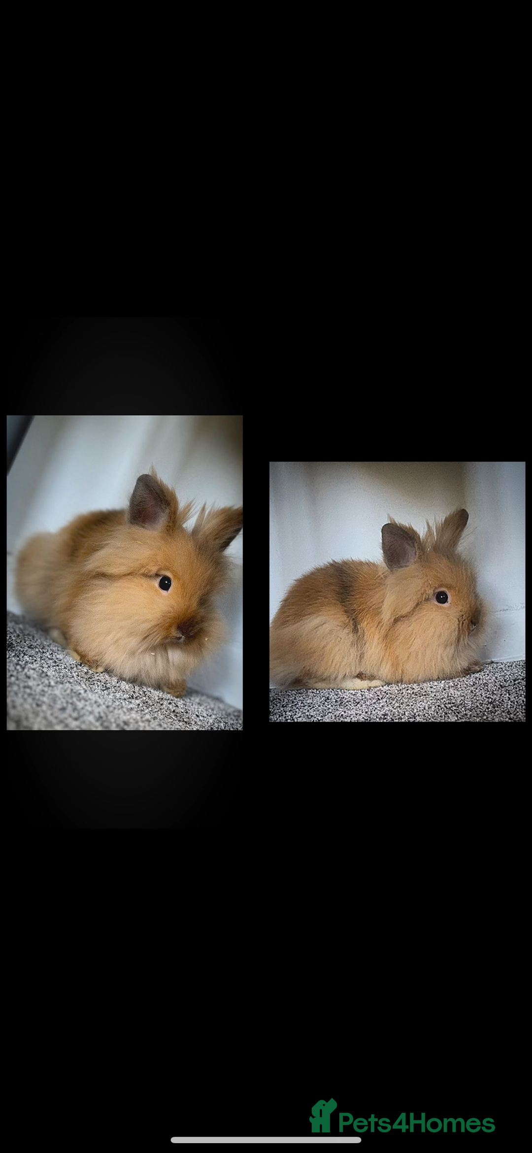 Lionhead rabbits for sale: Purebred Lionhead - Image 1