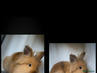 Lionhead rabbits - Advert 9