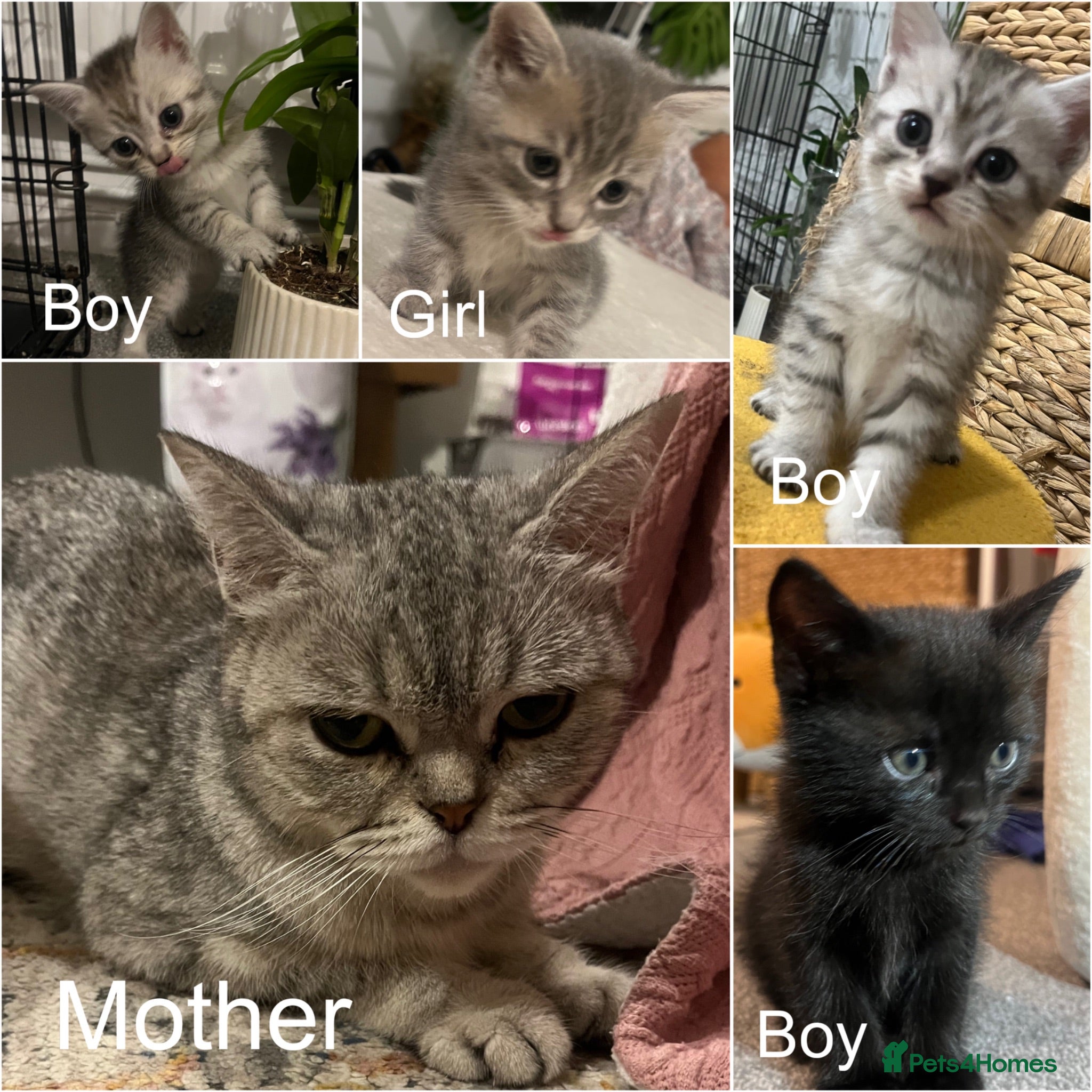 Mixed Breed cats Cute grey mix breed baby kittens  - Advert 1