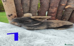 Mini Lop rabbits for sale: Mini lop and mini lop lion head   - Image 1