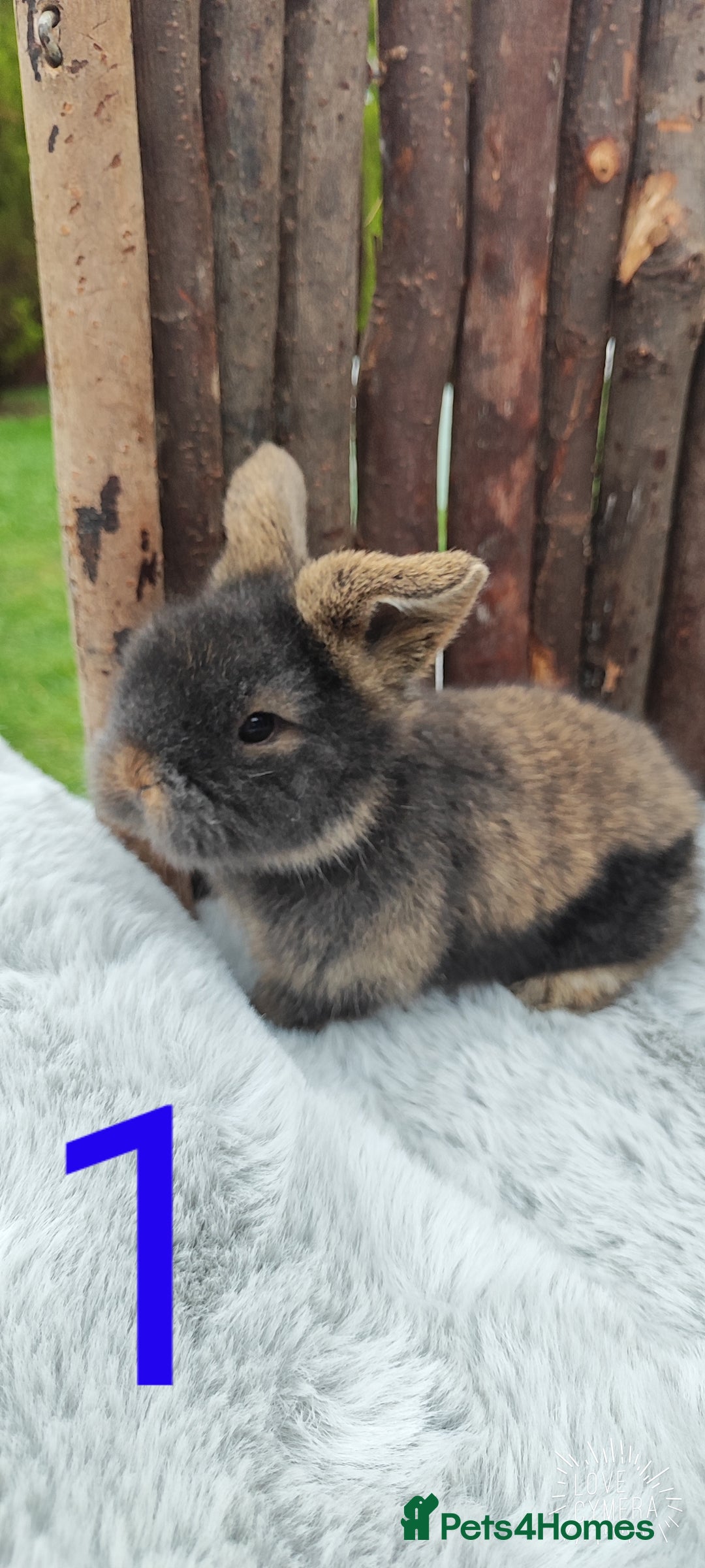 Mini Lop rabbits for sale: Mini lop and mini lop lion head   - Image 1