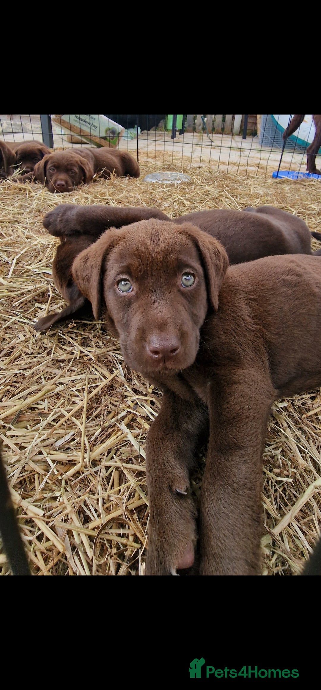 Labrador Retriever dogs for sale: KC REGISTERED CHOCOLATE LABRADOR  - Image 23