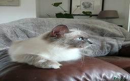 Ragdoll cats for sale: Blue point Ragdoll kittens  - Image 14