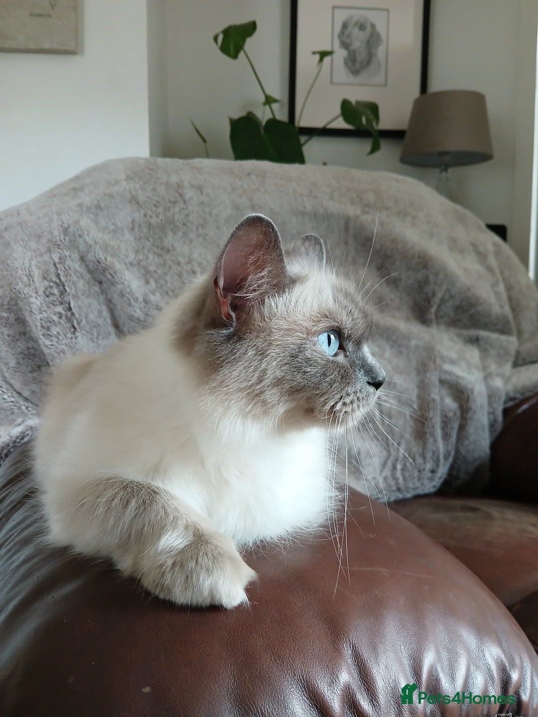 Ragdoll cats for sale: Blue point Ragdoll kittens  - Image 14