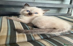 Ragdoll cats for sale: Ragdoll kittens READY NOW  - Image 1