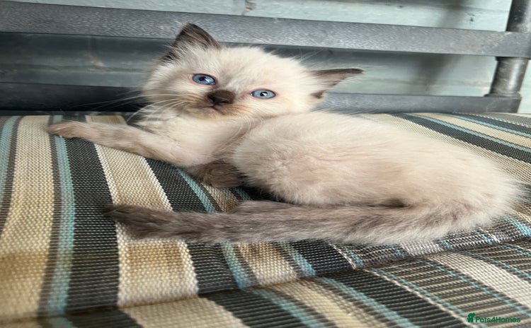 Ragdoll cats - Advert 14