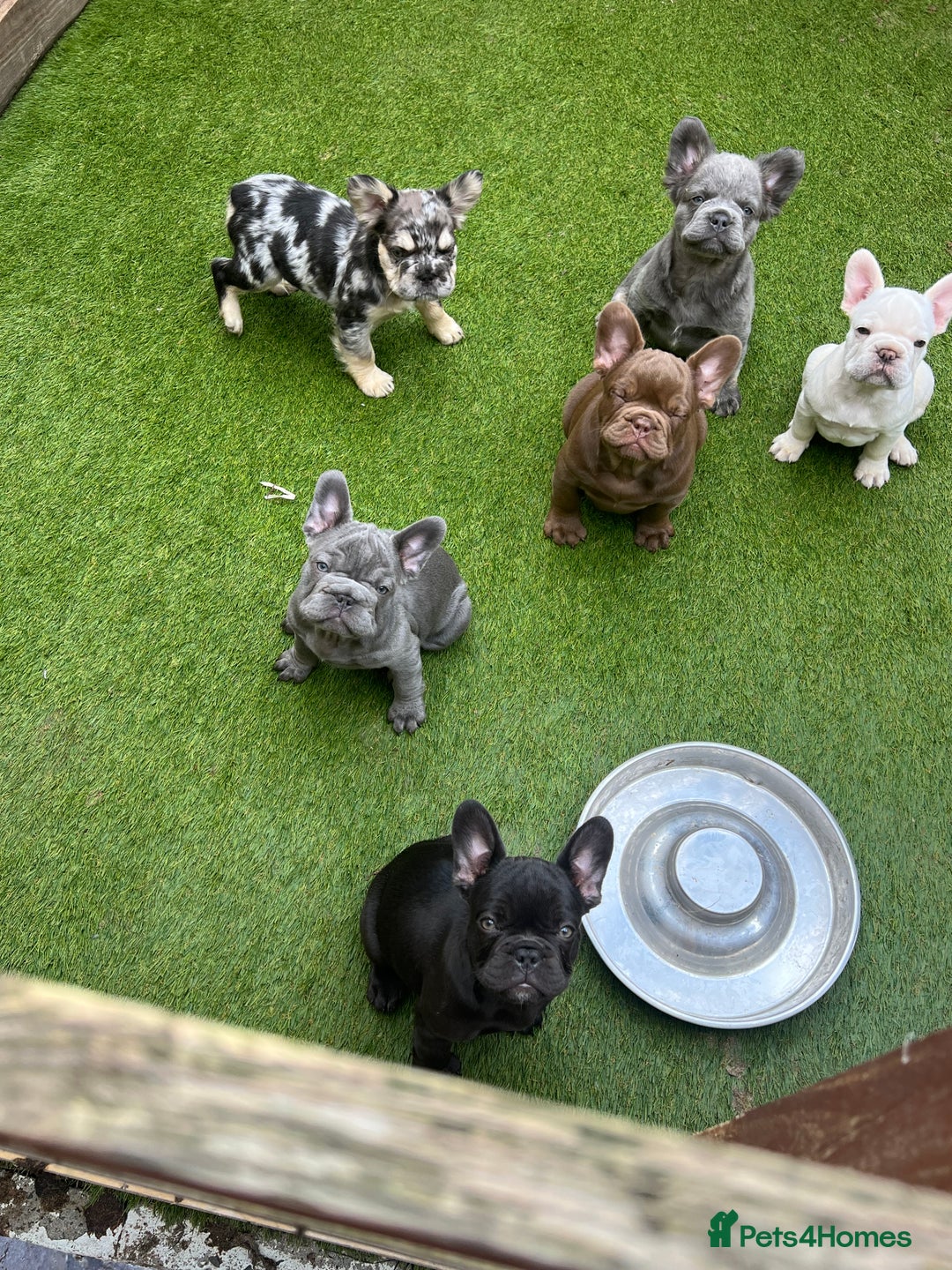 French Bulldog dogs for sale: French bulldog pups reduced what’s left now  - Image 4