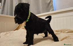 Miniature Schnauzer dogs for sale: Miniature Schnauzer Puppies - 7 Adorable Girls - Image 7