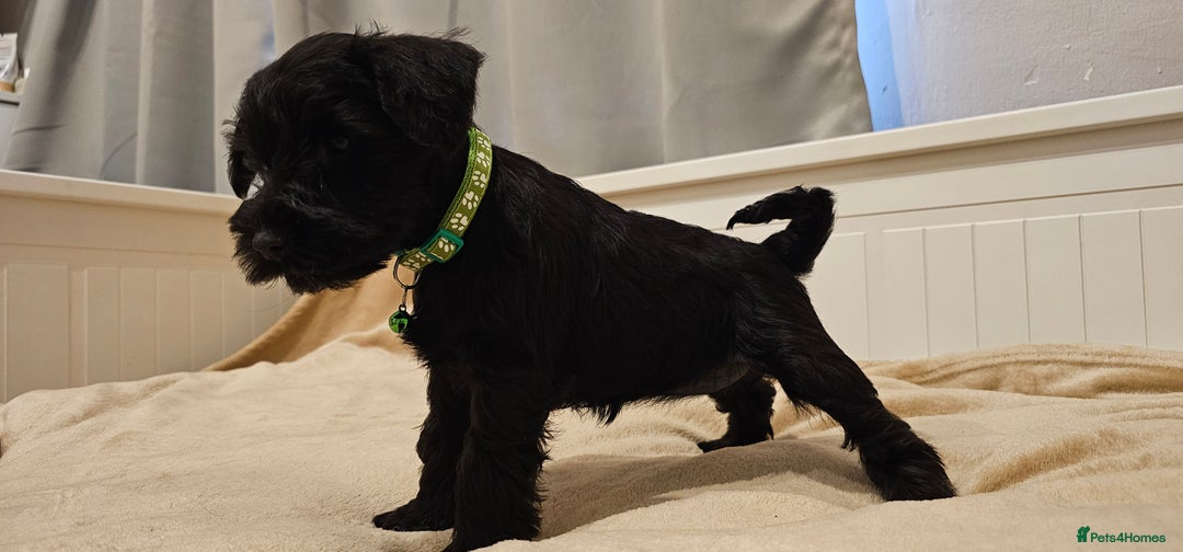 Miniature Schnauzer dogs for sale: Miniature Schnauzer Puppies - 7 Adorable Girls - Image 7