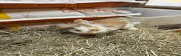 Mixed Breed rabbits for sale: For wonderful bunnies  - Advert 4