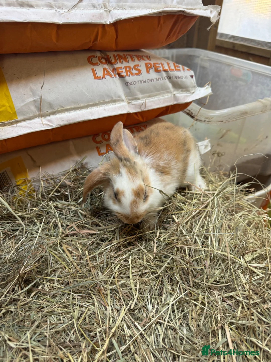 Mixed Breed rabbits for sale: For wonderful bunnies  - Advert 4