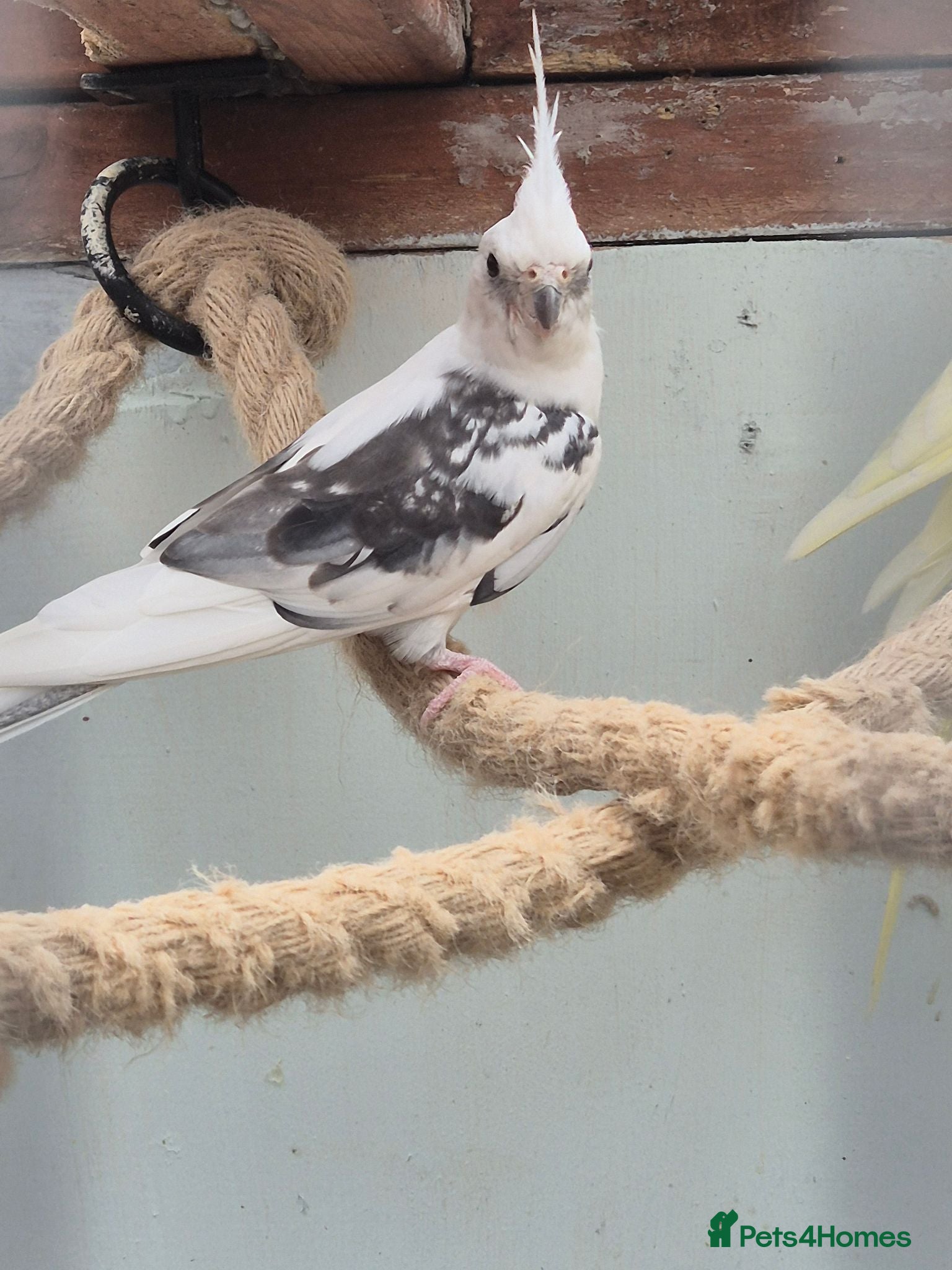 Cockatiels birds White face male  - Advert 8